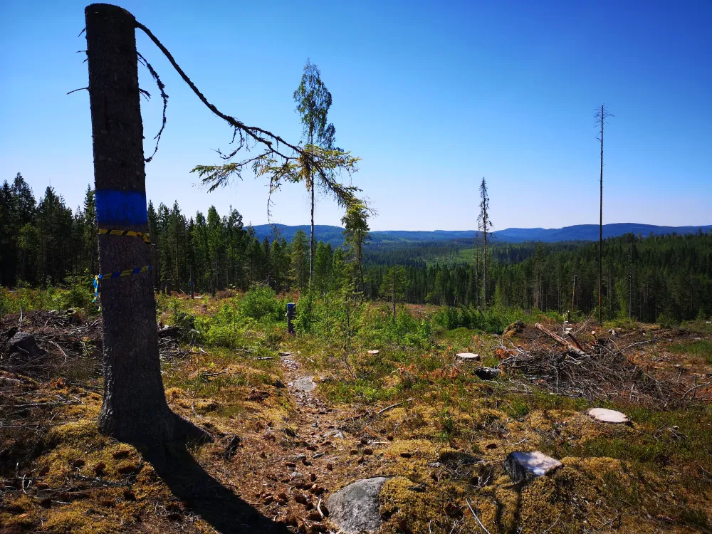 Utsikt från vandringsled