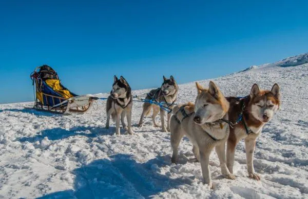 Hundspann med Adventure Huskey 