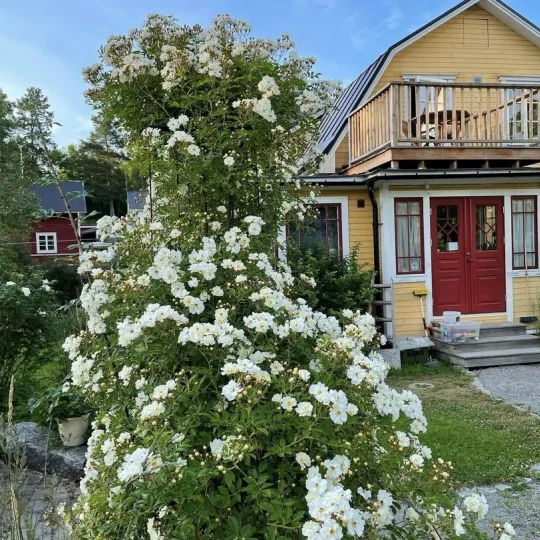 Ett gult hus med röd dörr och en vitblommande rosenbuske