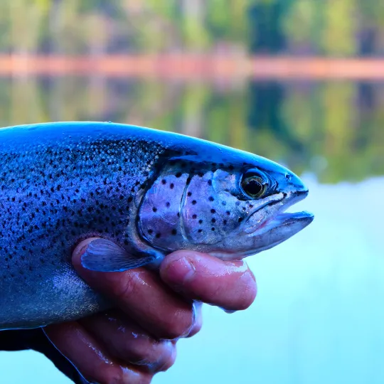 En uppfiskad fisk i närbild