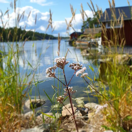 Blomma vid vatten