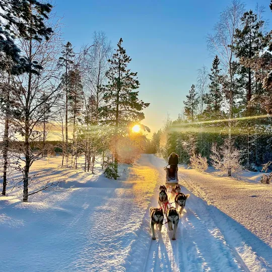 Hundspann i motljus enstålande vinterdag