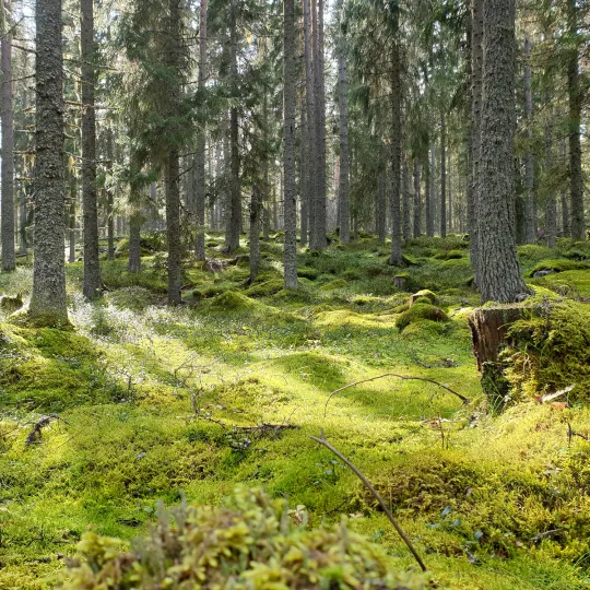 Sol mellan trädstammar