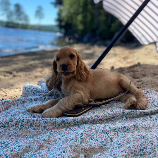 Hund vid parasoll på en strand