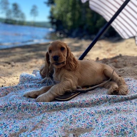 Hund vid parasoll på en strand