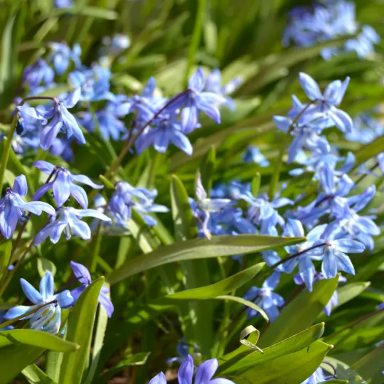 Blå blommor