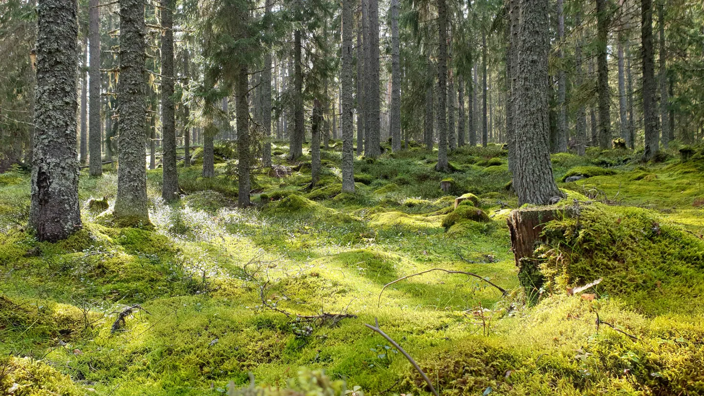 Solljus mellan glesa trädstammar