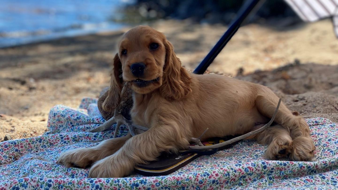 Hund vid parasoll på en strand